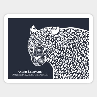 Amur Leopard with Common and Latin Names - detailed big cat design Magnet